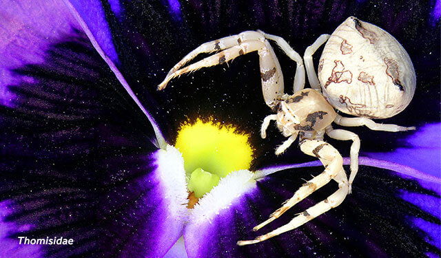 A close up of a fruit fly caught by a spider on a green leaf.