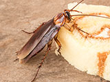 A cockroach feeding on a piece of cake.