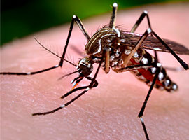 An enlarged view of a mosquito on the skin of a human host.