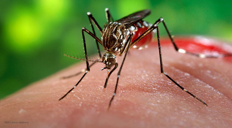 A close up of an Aedes aegypti mosquito while she was in the process of acquiring a blood meal from her human host.