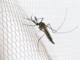 A mosquito sitting on a white mosquito net.