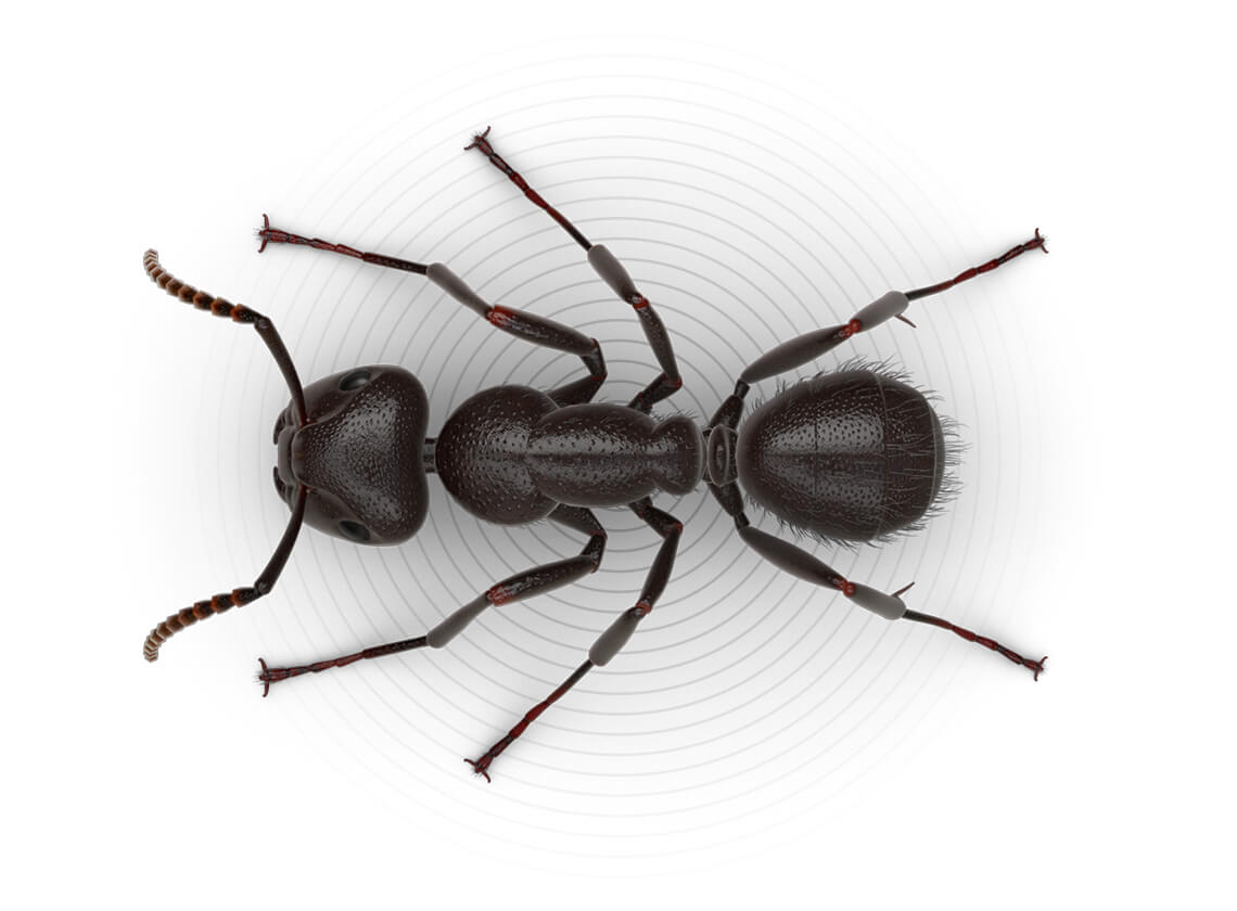 Top-view illustration of a carpenter ant.