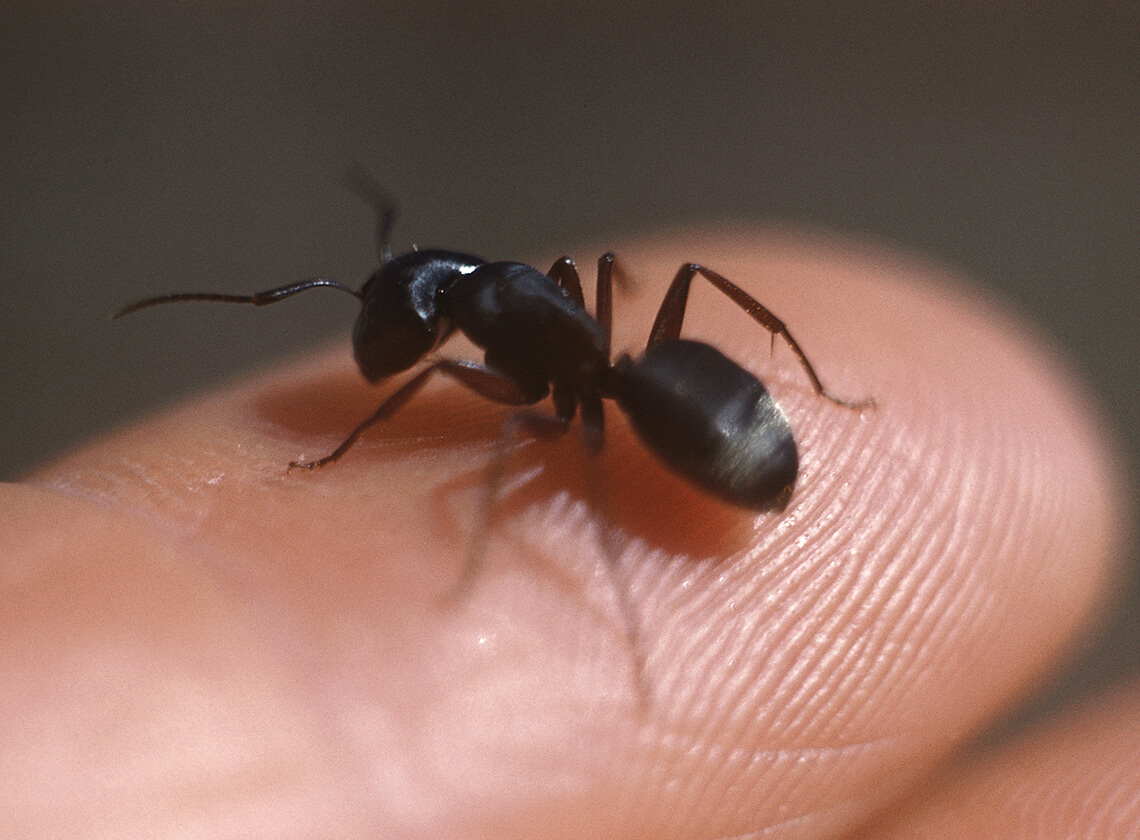 A carpenter ant atop a person's finger.