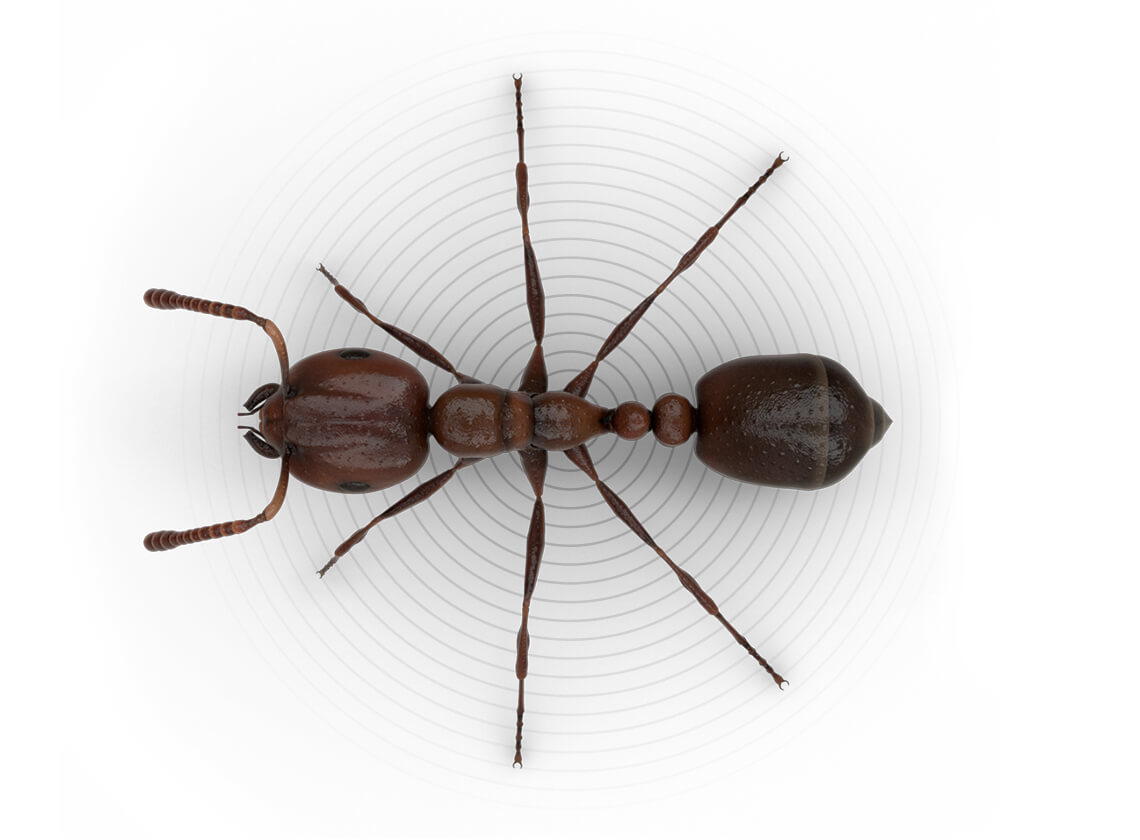 Top-view illustration of a fire ant.