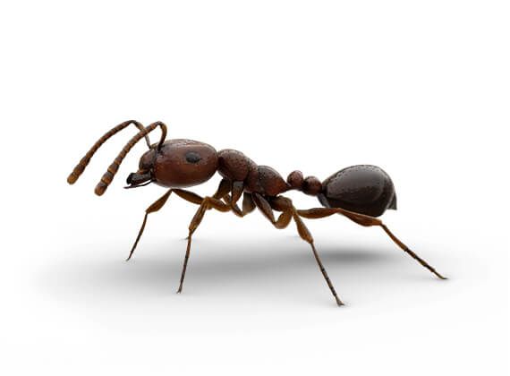 Side-view illustration of a fire ant.