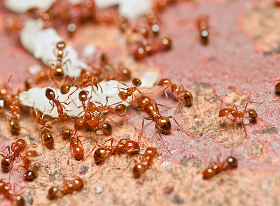 Several fire ants crawling on the ground.