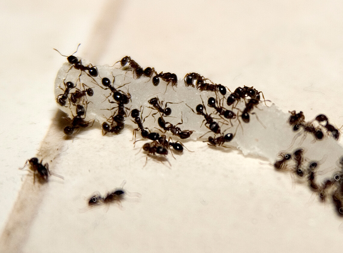 Ants crawling on a slice of onion.