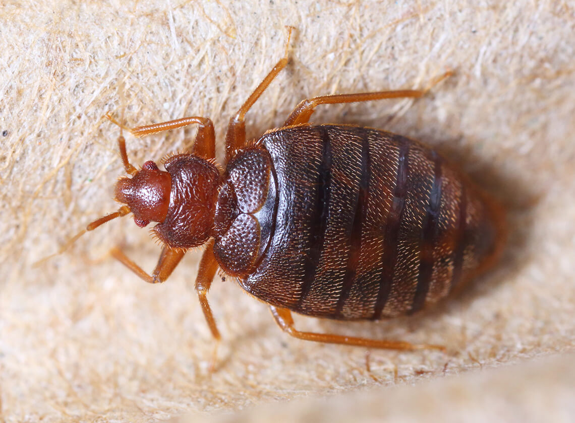 Adult bed bug crawling.