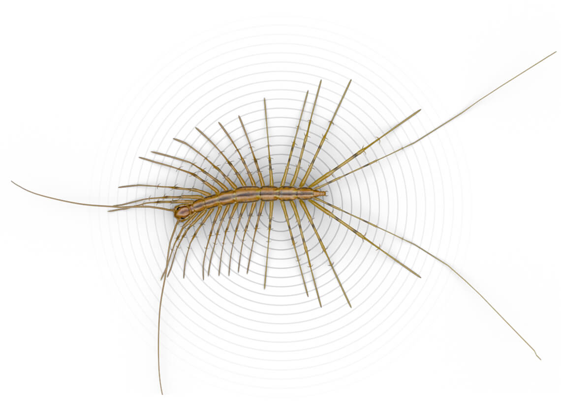 Top-view illustration of a centipede.