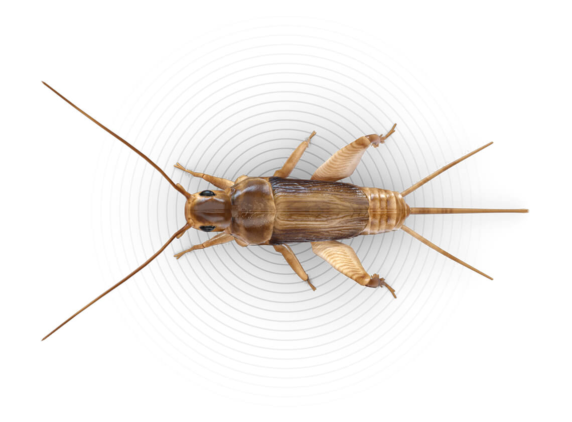 Top-view illustration of a cricket.