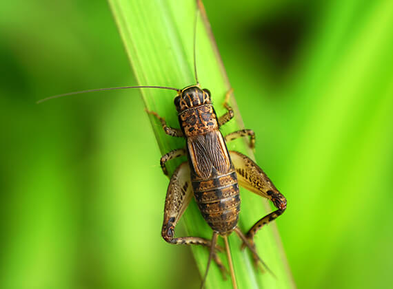 Close up view of a cricket on a leaf.