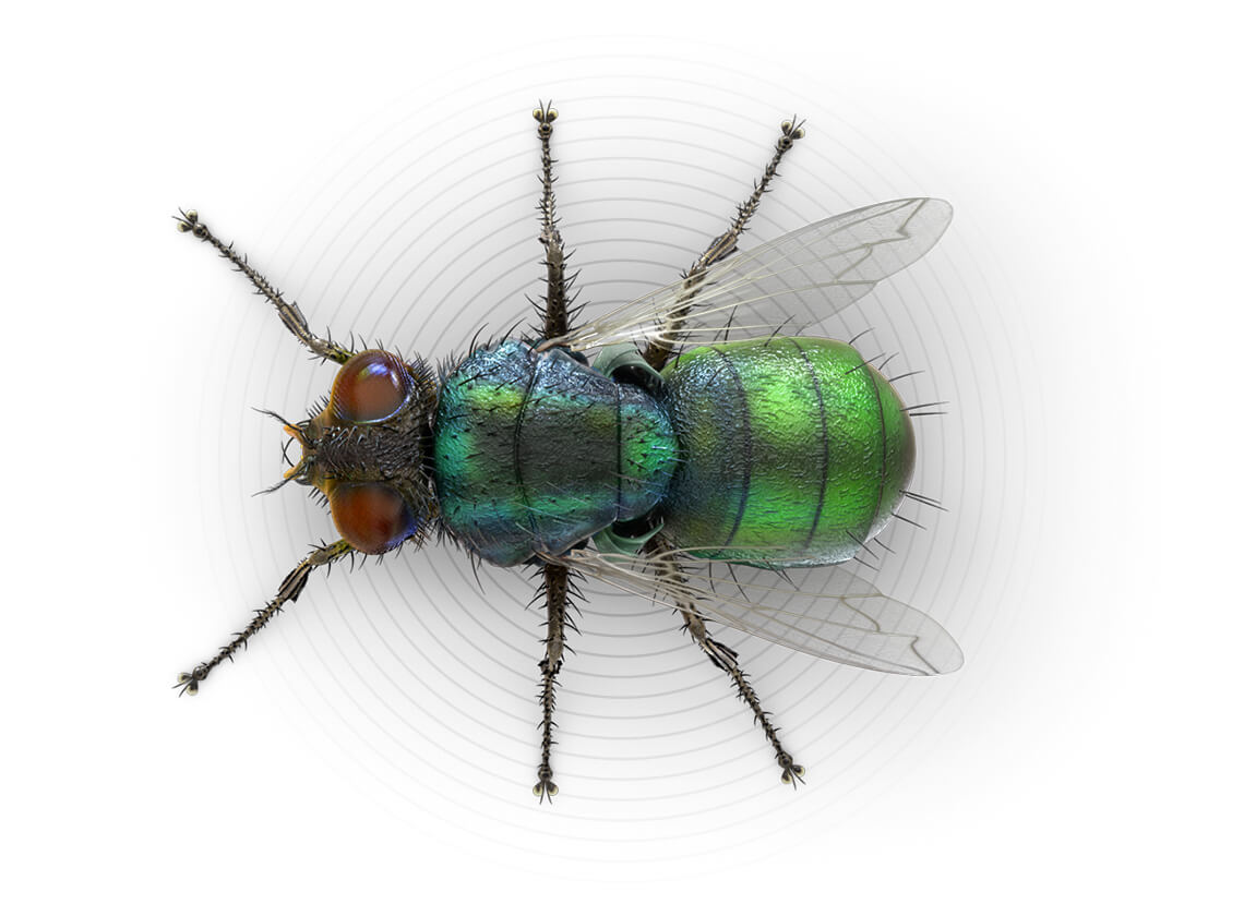 Top-view illustration of an outdoor filth  fly.