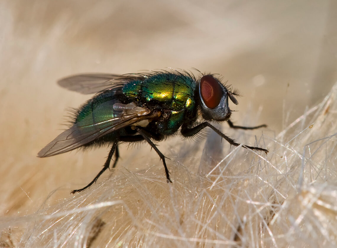 Close up of an outdoor filth fly on a blossom.