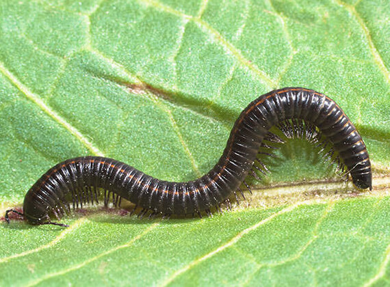 A millipede crawling on a plant.