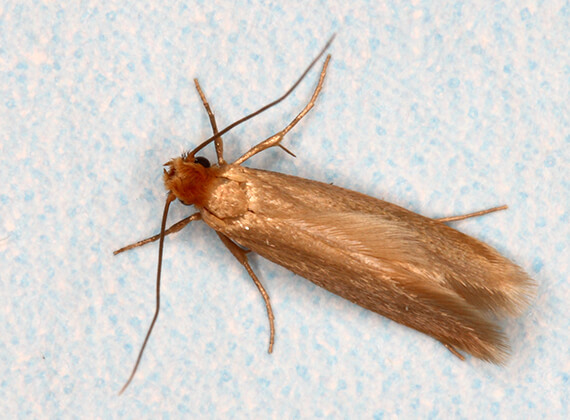 Close up view of a moth crawling on some fabric.