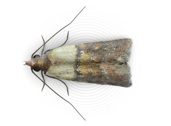 Top-view illustration of a food moth.