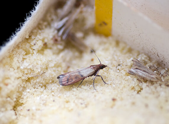 A moth crawling in semolina.