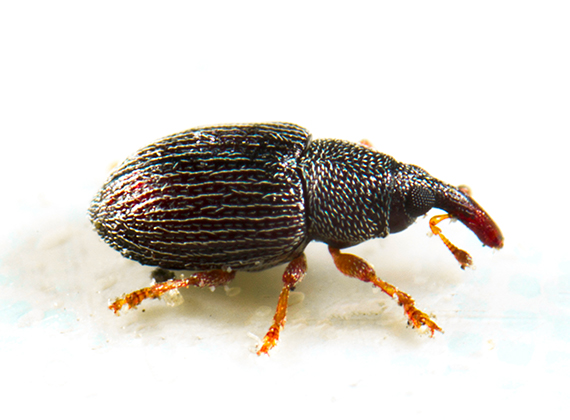 Close-up side-view image of a pantry beetle.