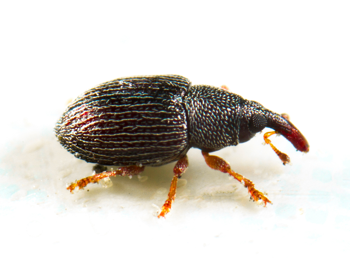 Close-up side-view image of a pantry beetle.