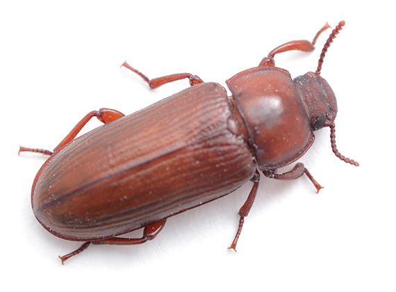 Close-up top-view image of a pantry beetle.