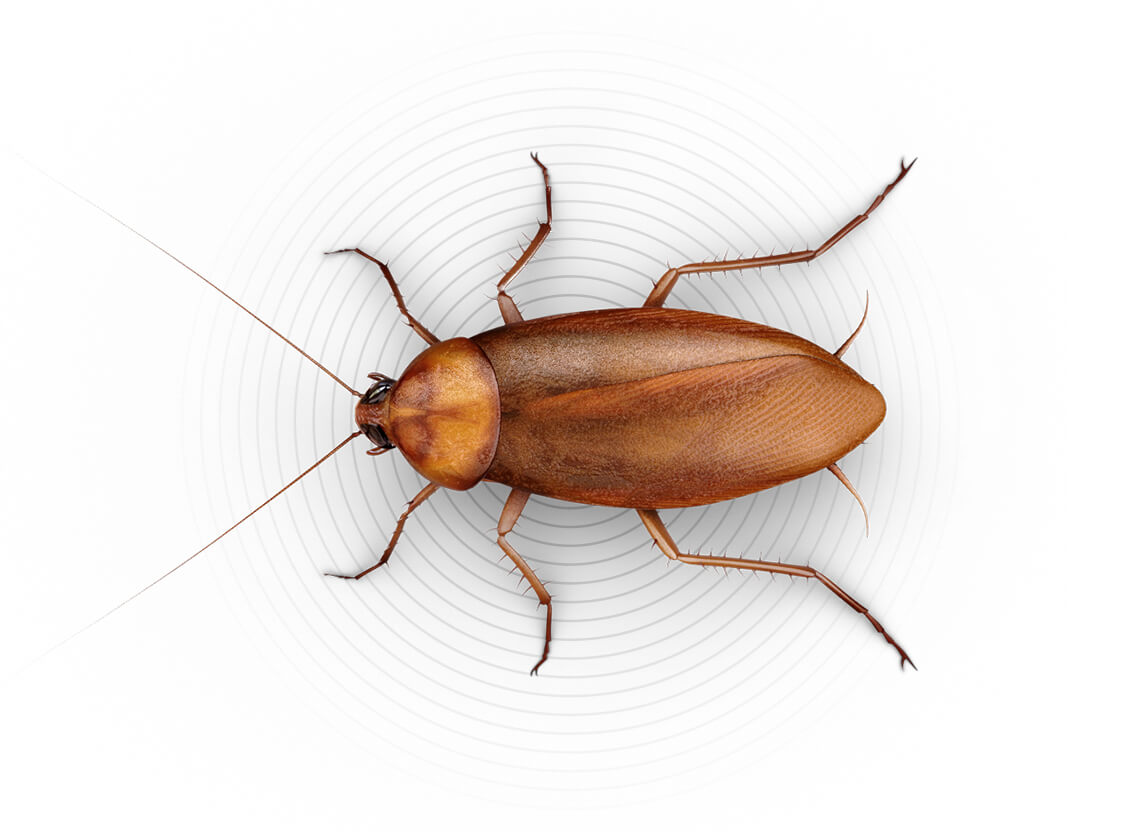 Top-view illustration of a large roach.