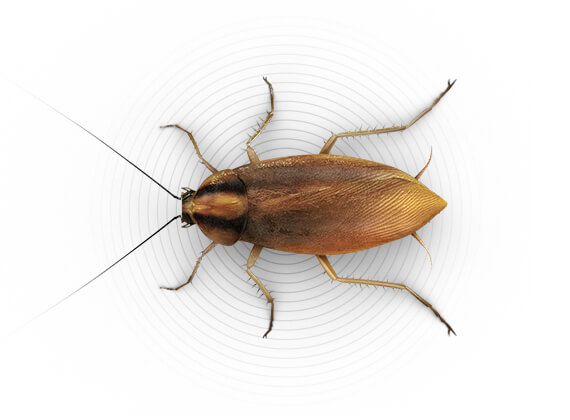 Top-view illustration of a small roach.