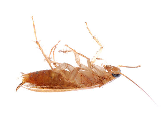 Image of a dead small roach.