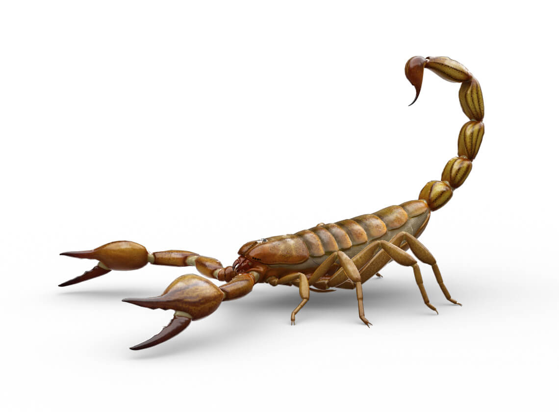 Side-view illustration of a scorpion.