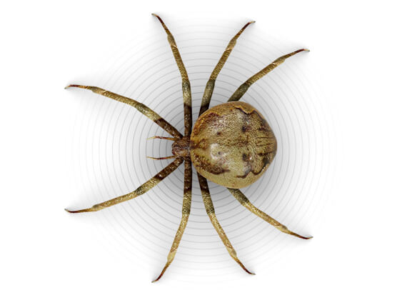 Top-view illustration of a spider.