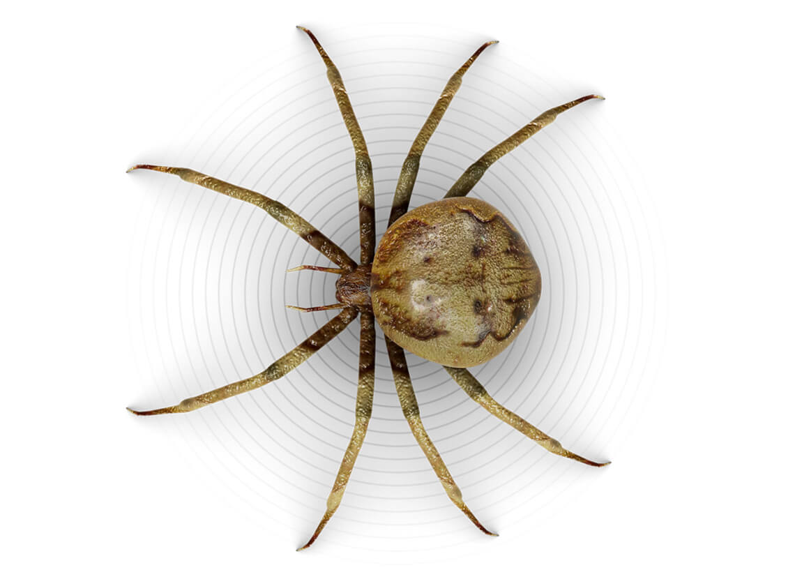 Ragni – Come liberarsi dei ragni – Raid® Bug Basics