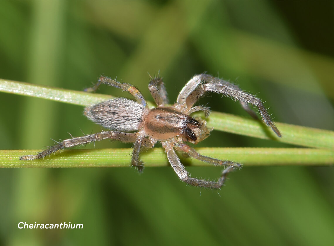 Close-up image of a yellow sac spider (Cheiracanthium).