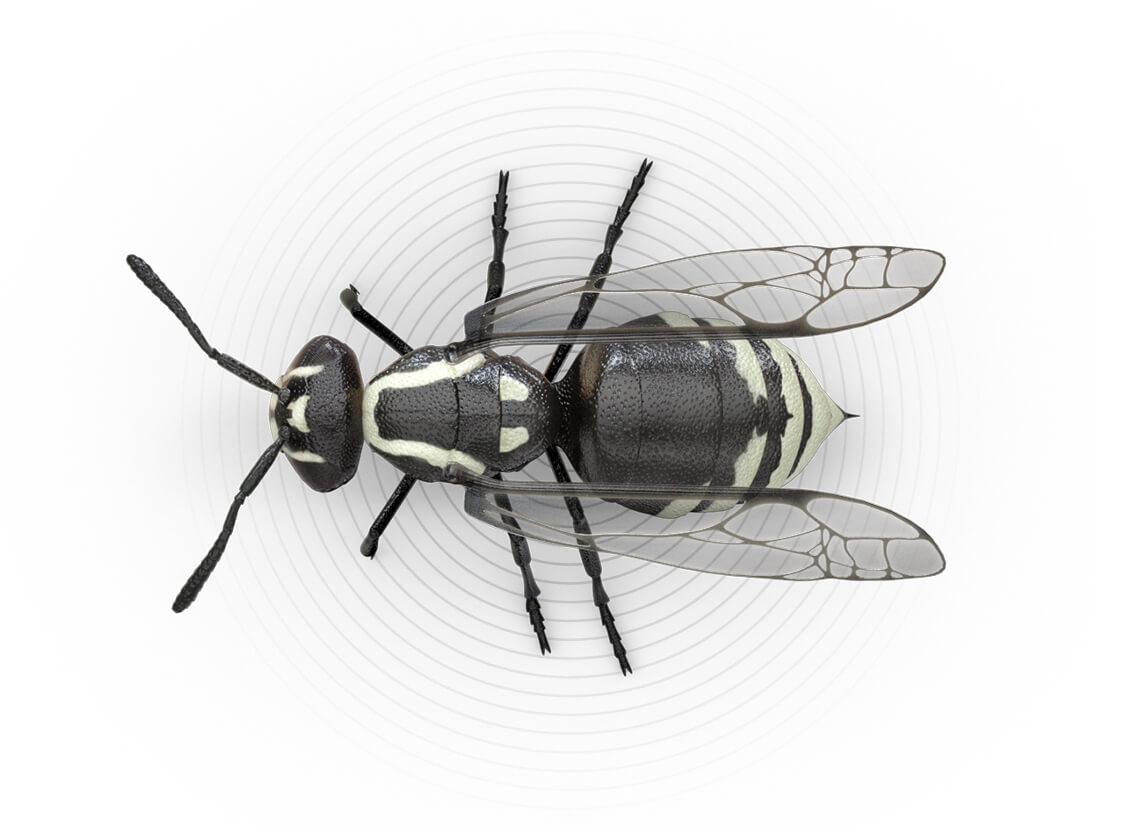 Top-view illustration of a hornet.