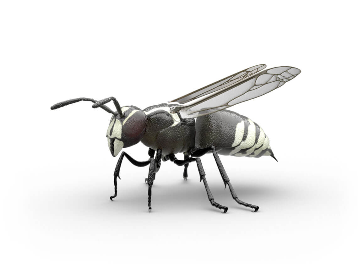 Side-view illustration of a hornet.