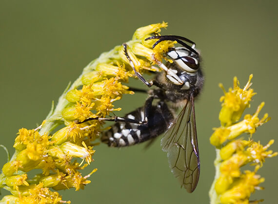 Close up view of a hornet in nature.