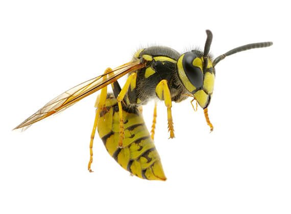 Close up image of a yellow jacket.