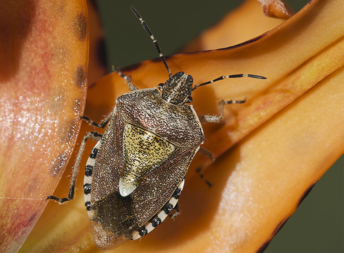 A close-up view of a stink bug crawling on a leaf.