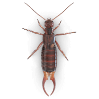 earwigs-large