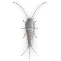 silverfish-large