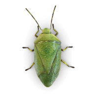 stink-bug-large