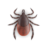 ticks-large