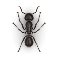 Carpenter ant illustration