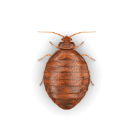 Bed bug illustration