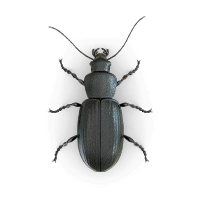 Beetle illustration