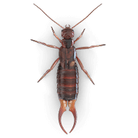 Earwig illustration