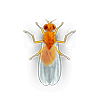 Fruit drain fly illustration