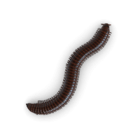 Millipede illustration