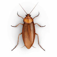 Large roach illustration