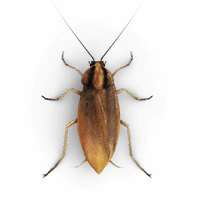 Small roach illustration