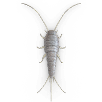 Silverfish illustration