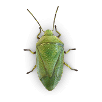 Stink bug illustration